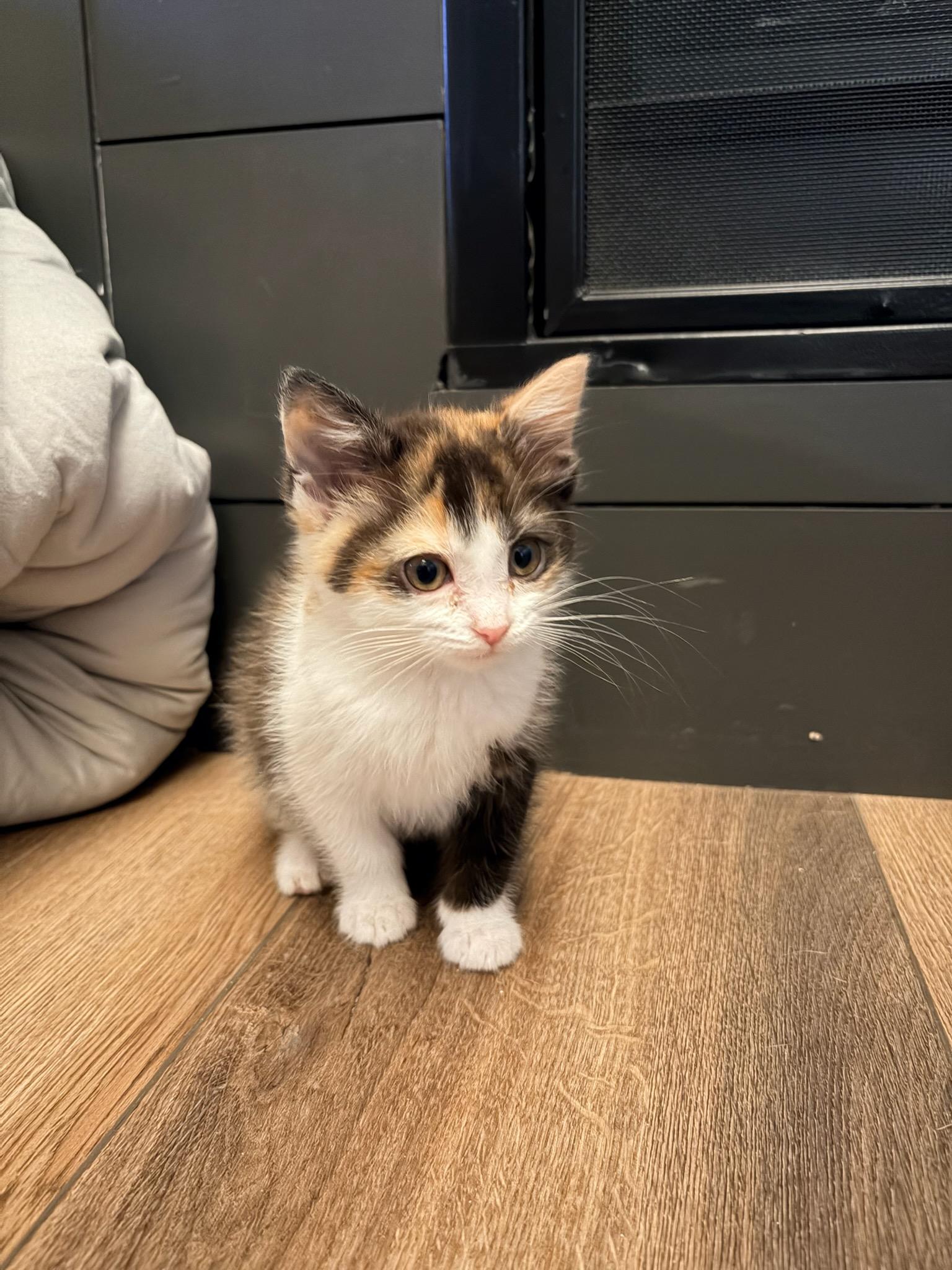 Jessie, an adopted Domestic Short Hair in Hamilton, MI image 2/2