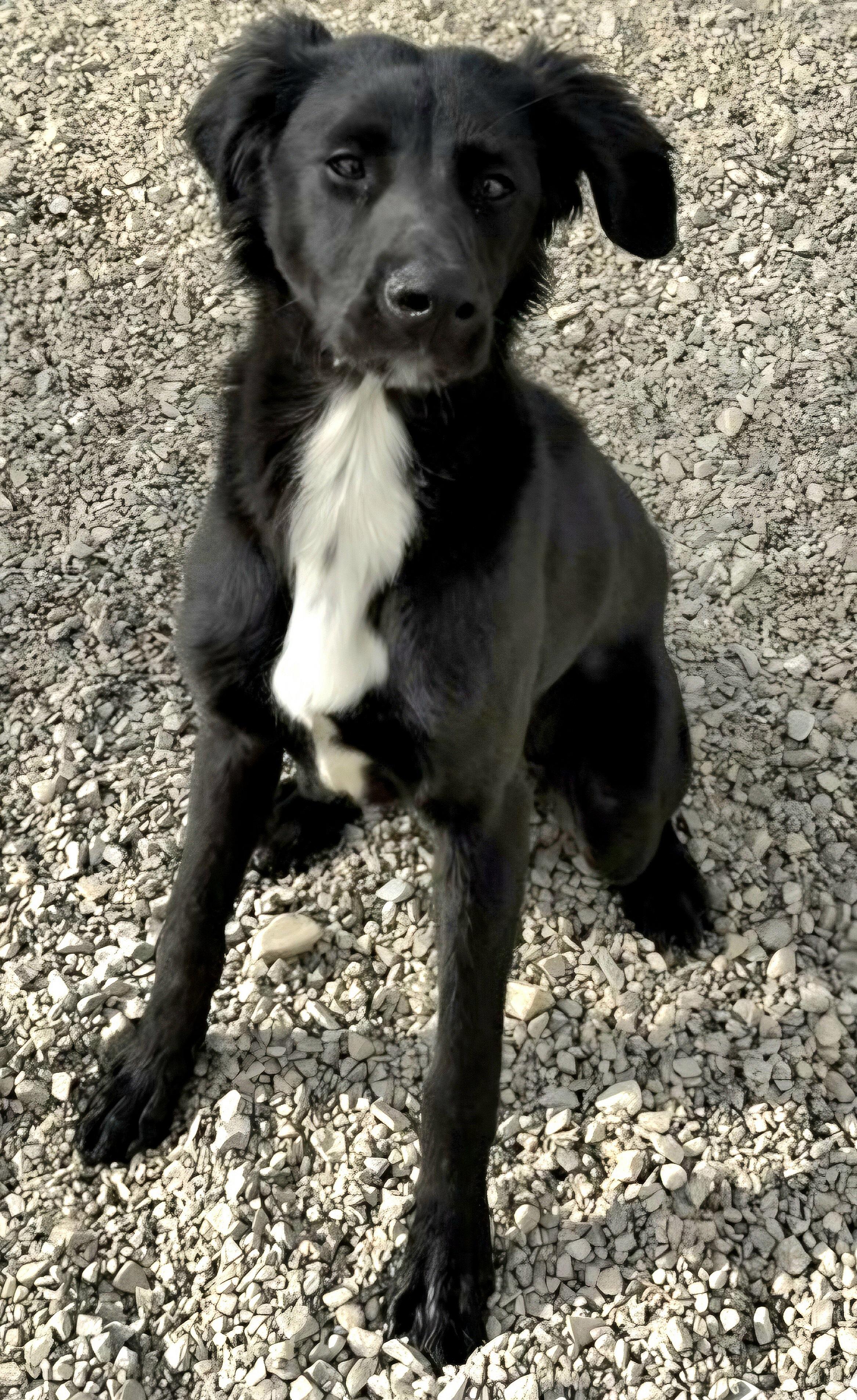 Enlarge INIGO, a ADOPTABLE mixed breed in Salt Lake City, UT image 1/1