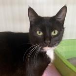 Piper Mclean, ADOPTABLE, Adult Female Domestic Short Hair.