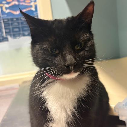 Enlarge Piper Mclean, a ADOPTABLE Domestic Short Hair in Lansing, MI image 2/2