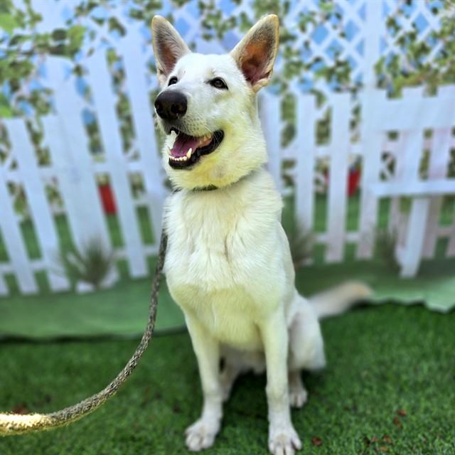 Enlarge ASTER, a Adoptable mixed breed in Long Beach, CA image 1/1