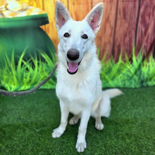 Enlarge ASTER, a Adoptable Siberian Husky in Long Beach, CA image 1/1