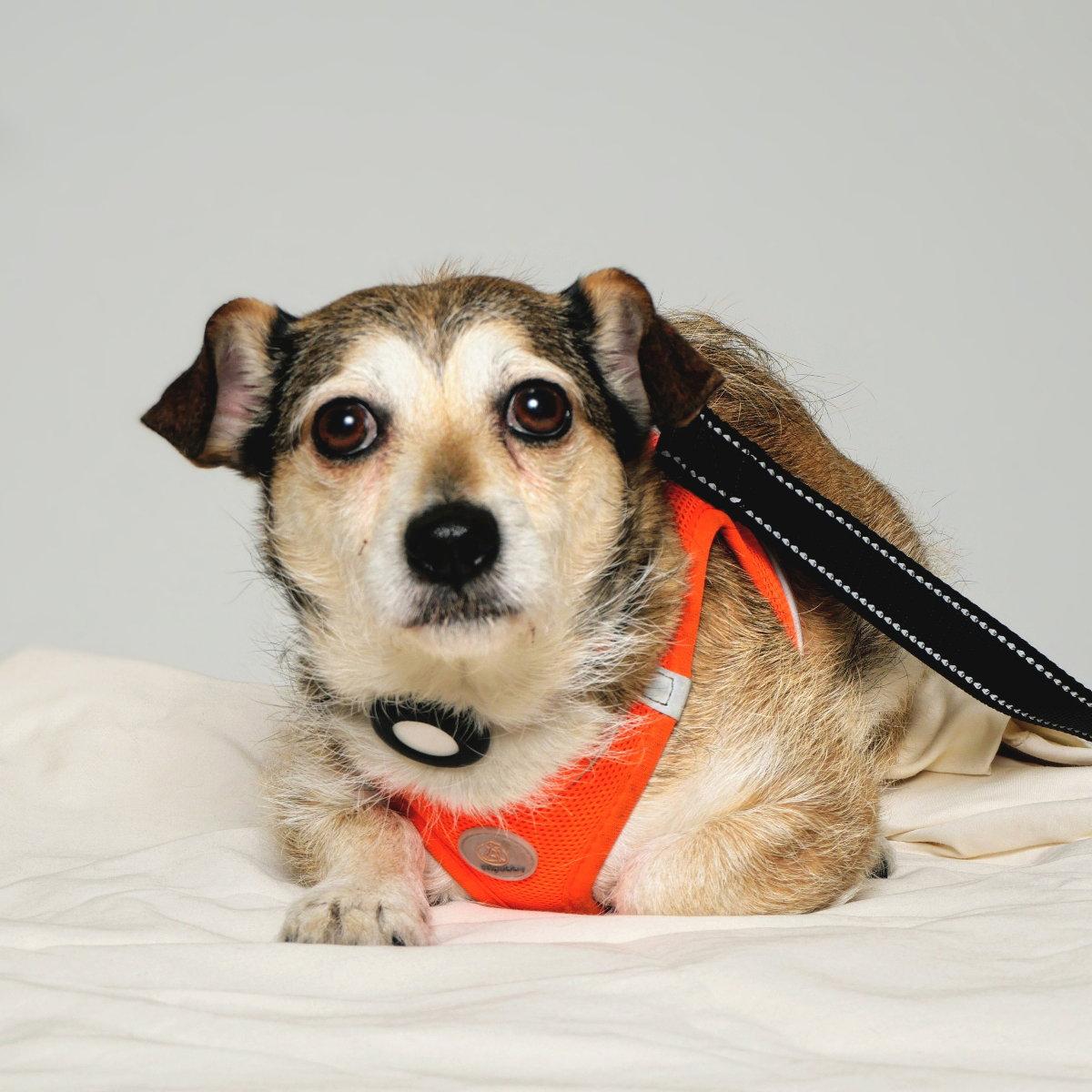 Ava, a Adoptable Mixed Breed in Oakland, CA image 1/3