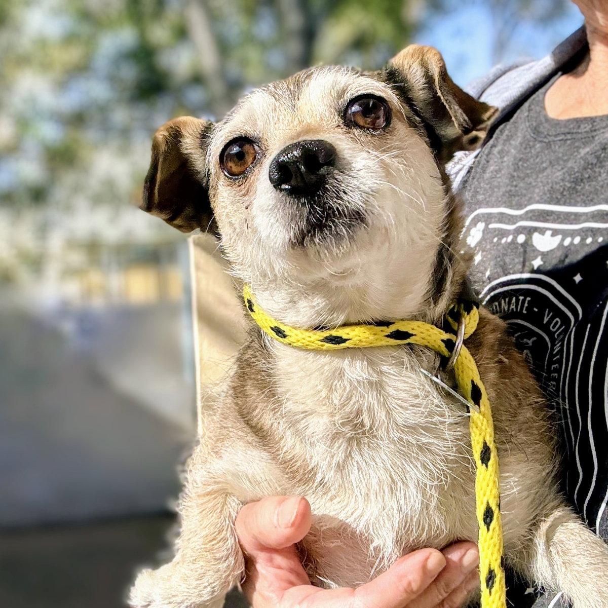 Ava, a Adoptable Mixed Breed in Oakland, CA image 2/3