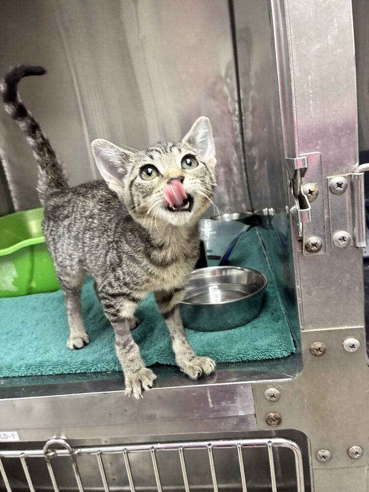 Enlarge River, a Adoptable Domestic Short Hair in Marietta, GA image 1/4