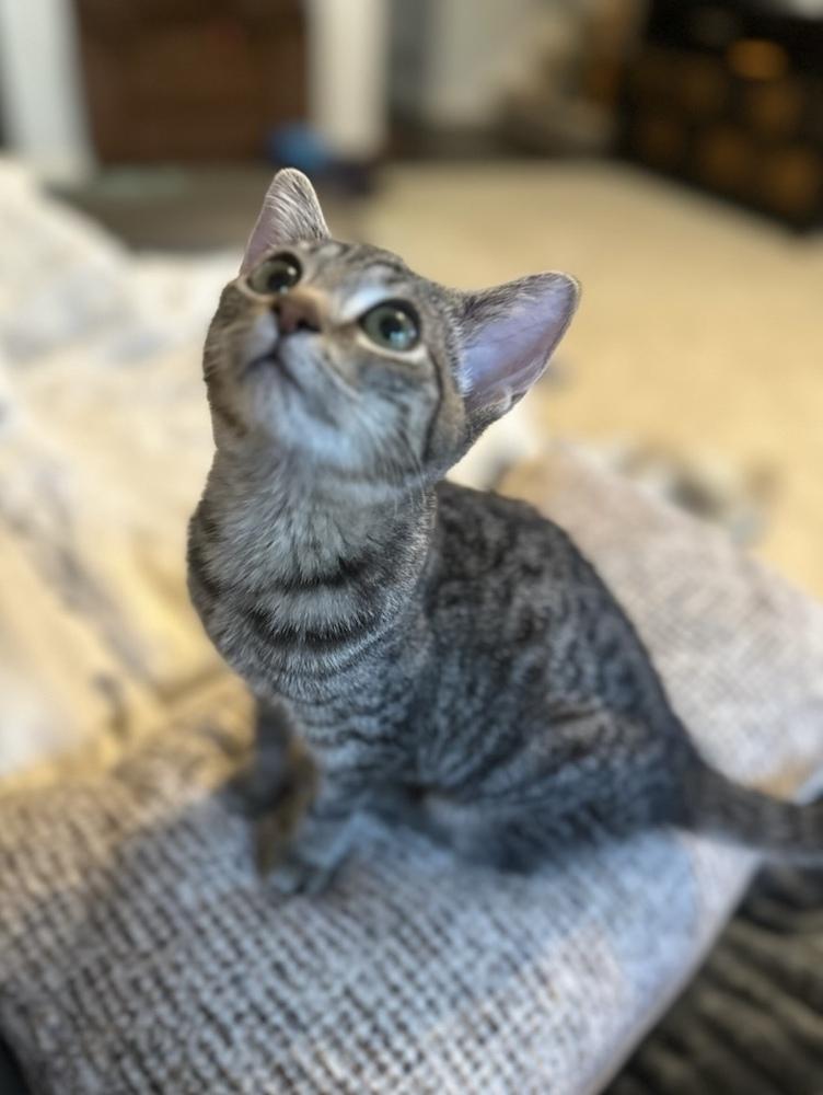 Enlarge River, a Adoptable Domestic Short Hair in Marietta, GA image 2/4