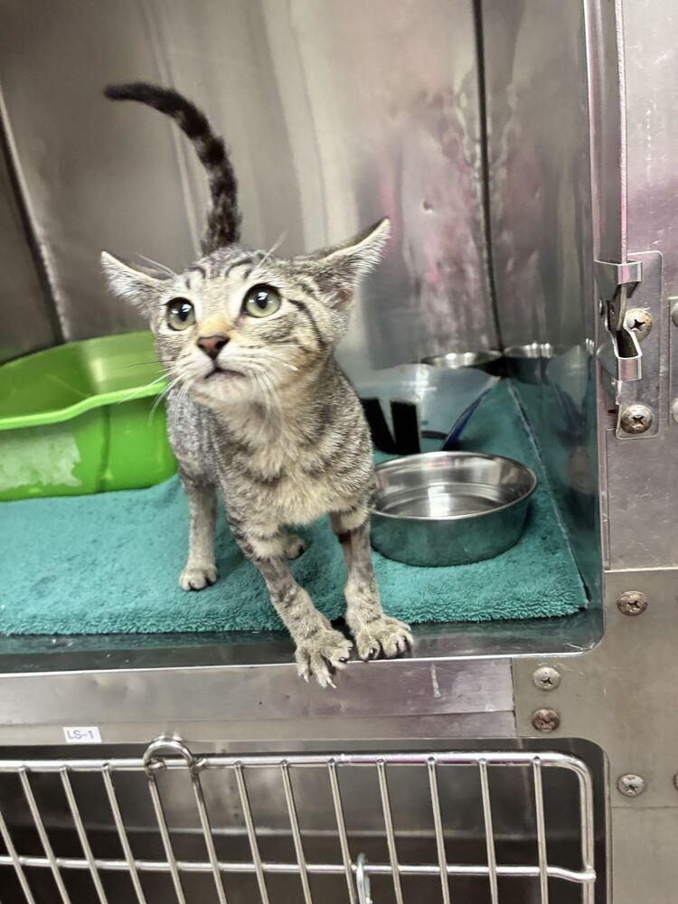 Enlarge River, a Adoptable Domestic Short Hair in Marietta, GA image 3/4