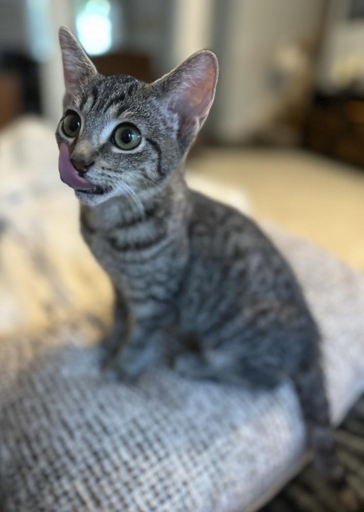 Enlarge River, a Adoptable Domestic Short Hair in Marietta, GA image 4/4
