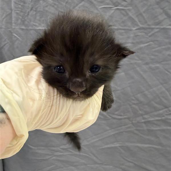 Enlarge Ginny, a Adoptable Domestic Short Hair in Houston, TX image 2/6