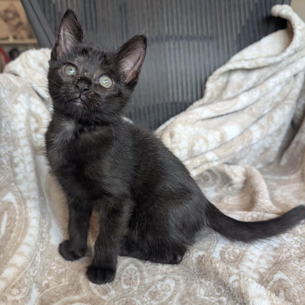 Enlarge Ginny, a Adoptable Domestic Short Hair in Houston, TX image 3/6