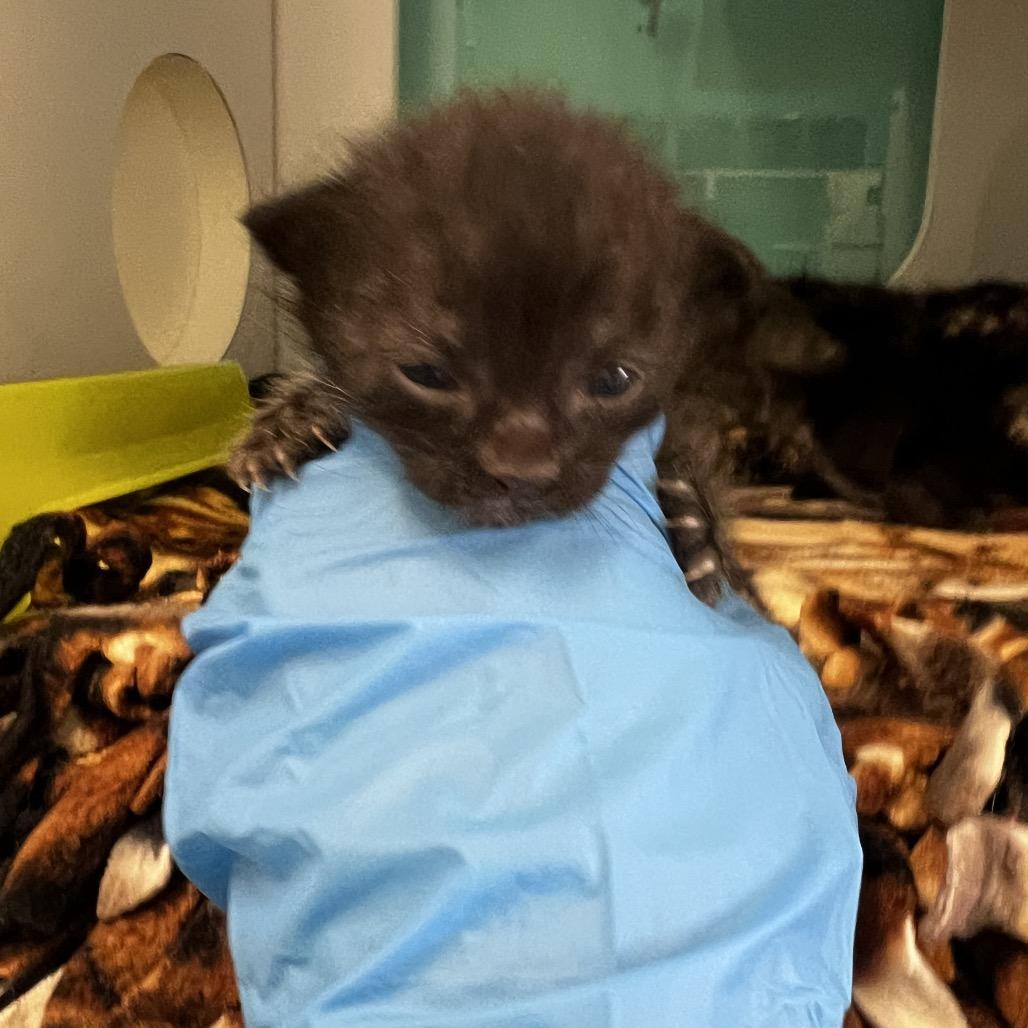 Enlarge Ginny, a Adoptable Domestic Short Hair in Houston, TX image 4/6