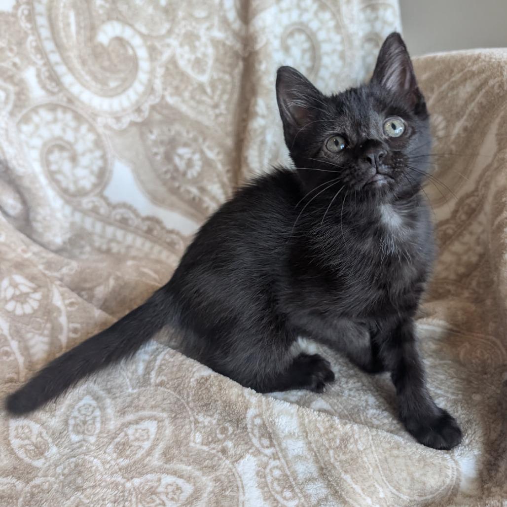 Enlarge Ginny, a Adoptable Domestic Short Hair in Houston, TX image 5/6