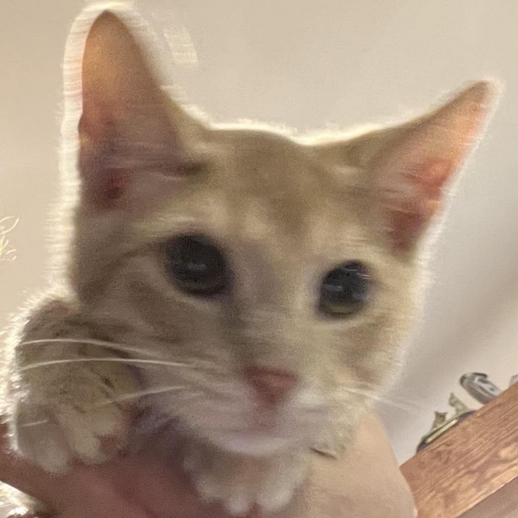 Cedar, Adoptable, Young Male Domestic Short Hair.