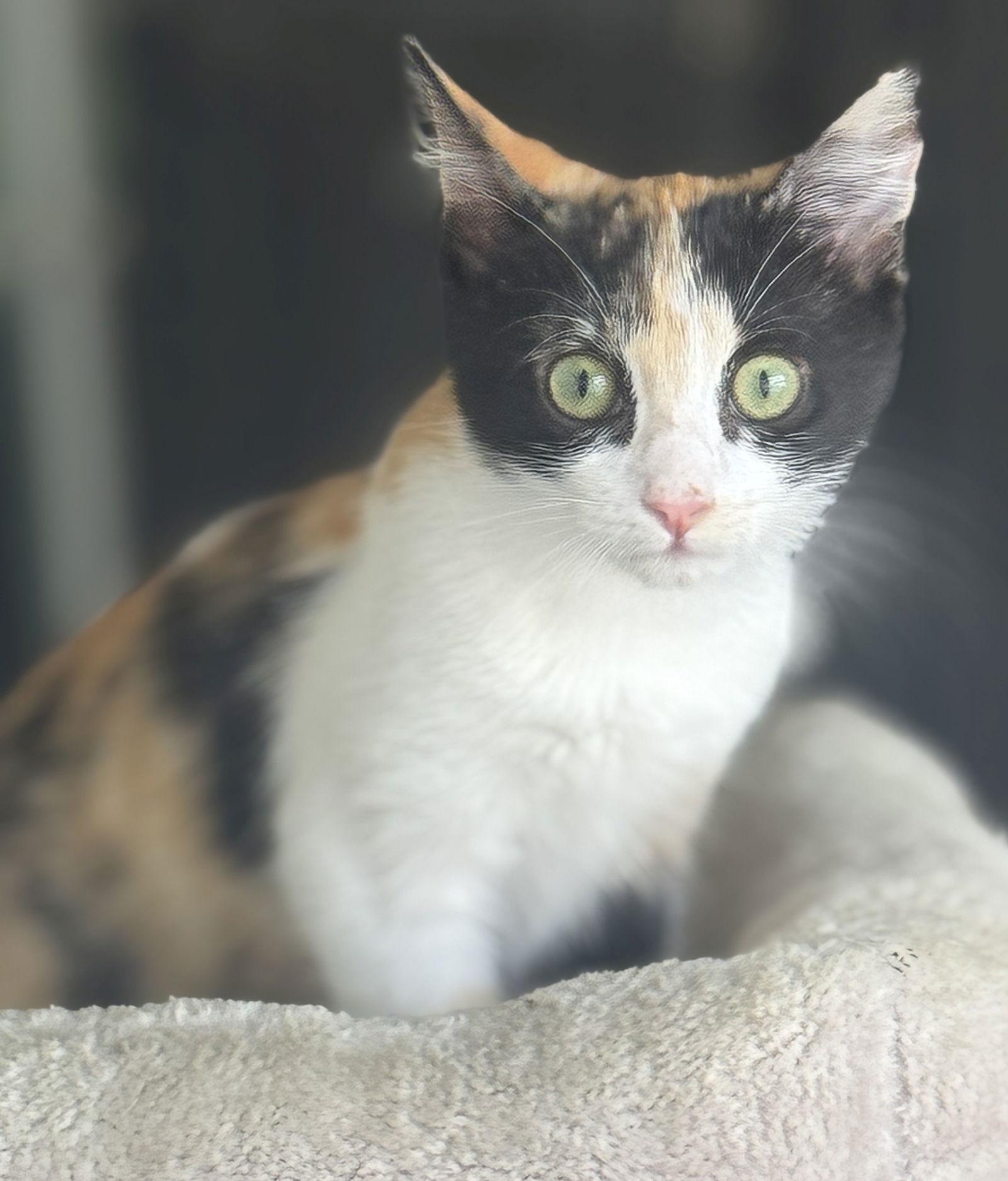 Gingersnuggle, a Adopted Domestic Short Hair in Seal Beach, CA image 1/3