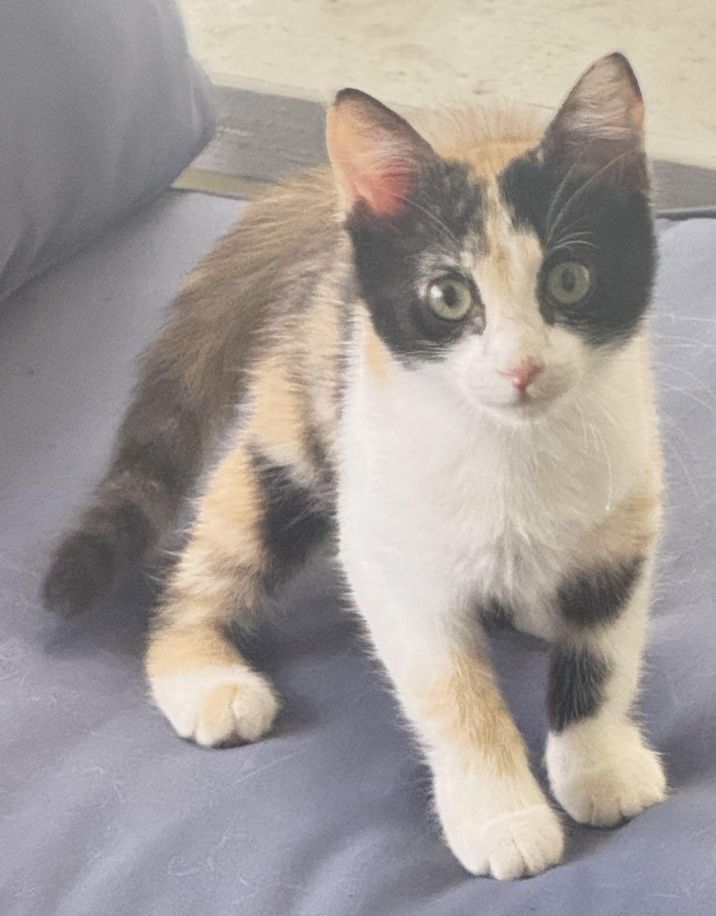 Gingersnuggle, a Adopted Domestic Short Hair in Seal Beach, CA image 2/3