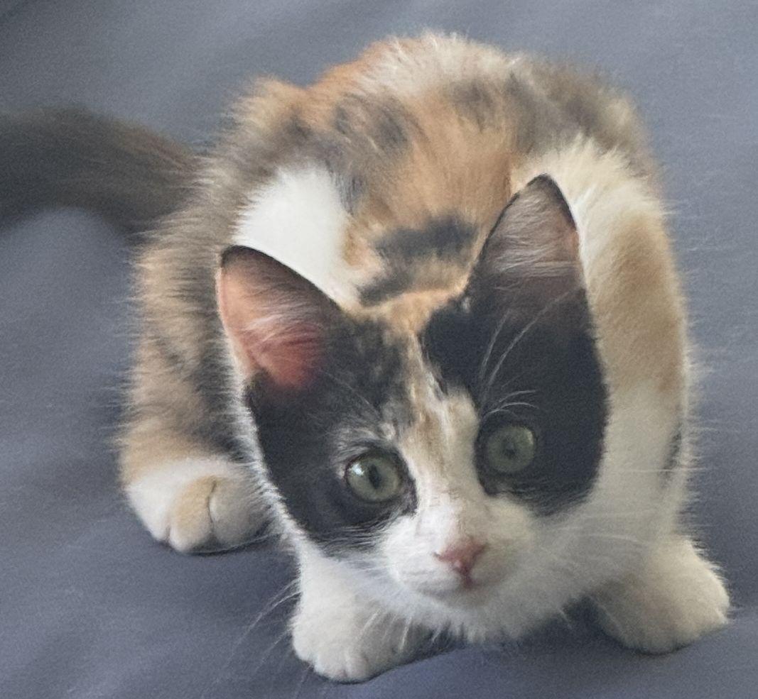 Gingersnuggle, a Adopted Domestic Short Hair in Seal Beach, CA image 3/3