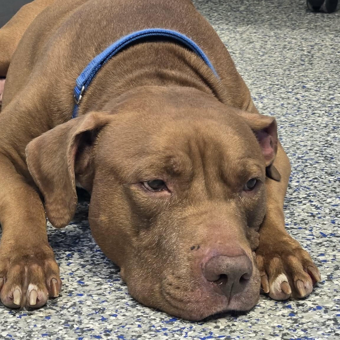 Enlarge Dozer, a Adoptable mixed breed in Watertown, WI image 4/5