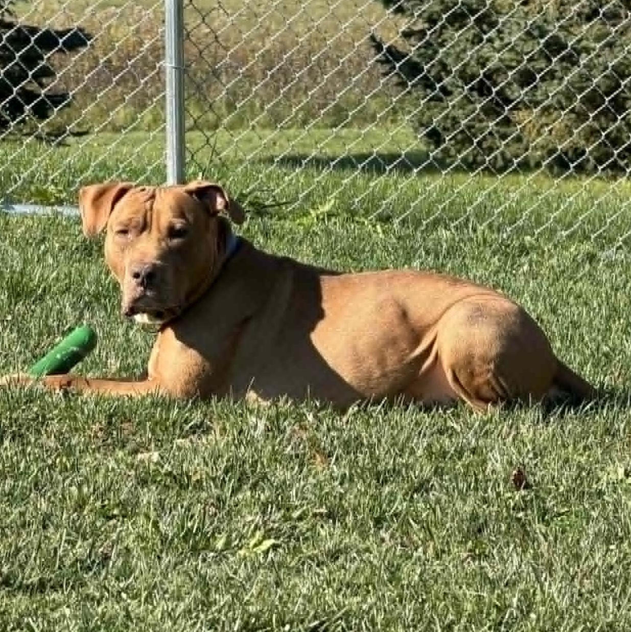 Enlarge Dozer, a Adoptable mixed breed in Watertown, WI image 2/5