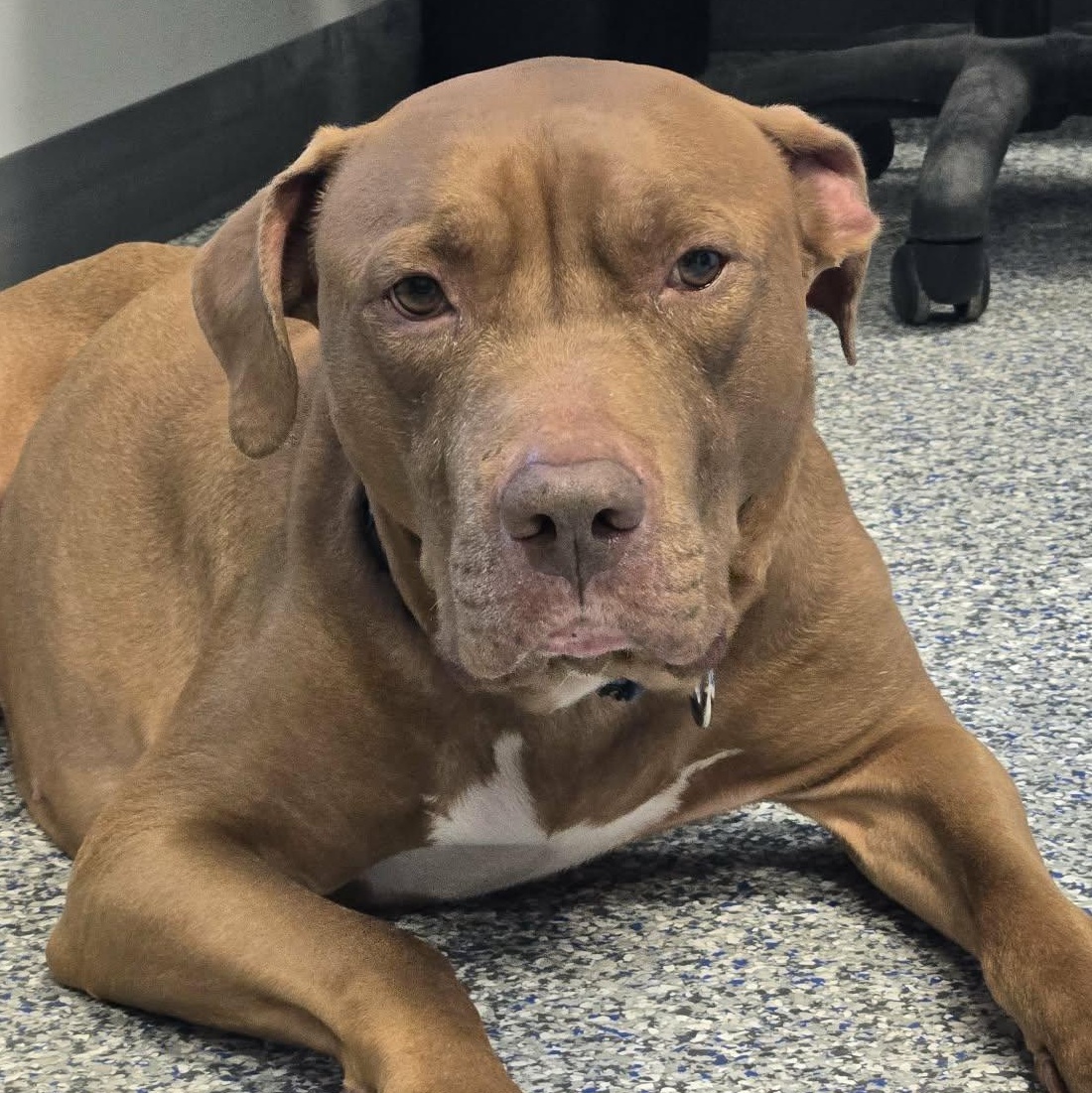 Enlarge Dozer, a Adoptable mixed breed in Watertown, WI image 3/5