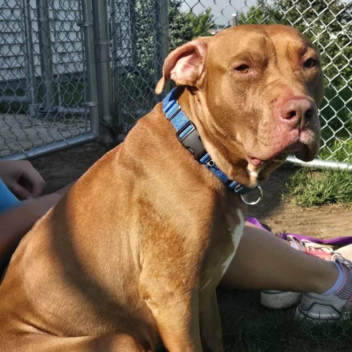 Enlarge Dozer, a Adoptable mixed breed in Watertown, WI image 5/5
