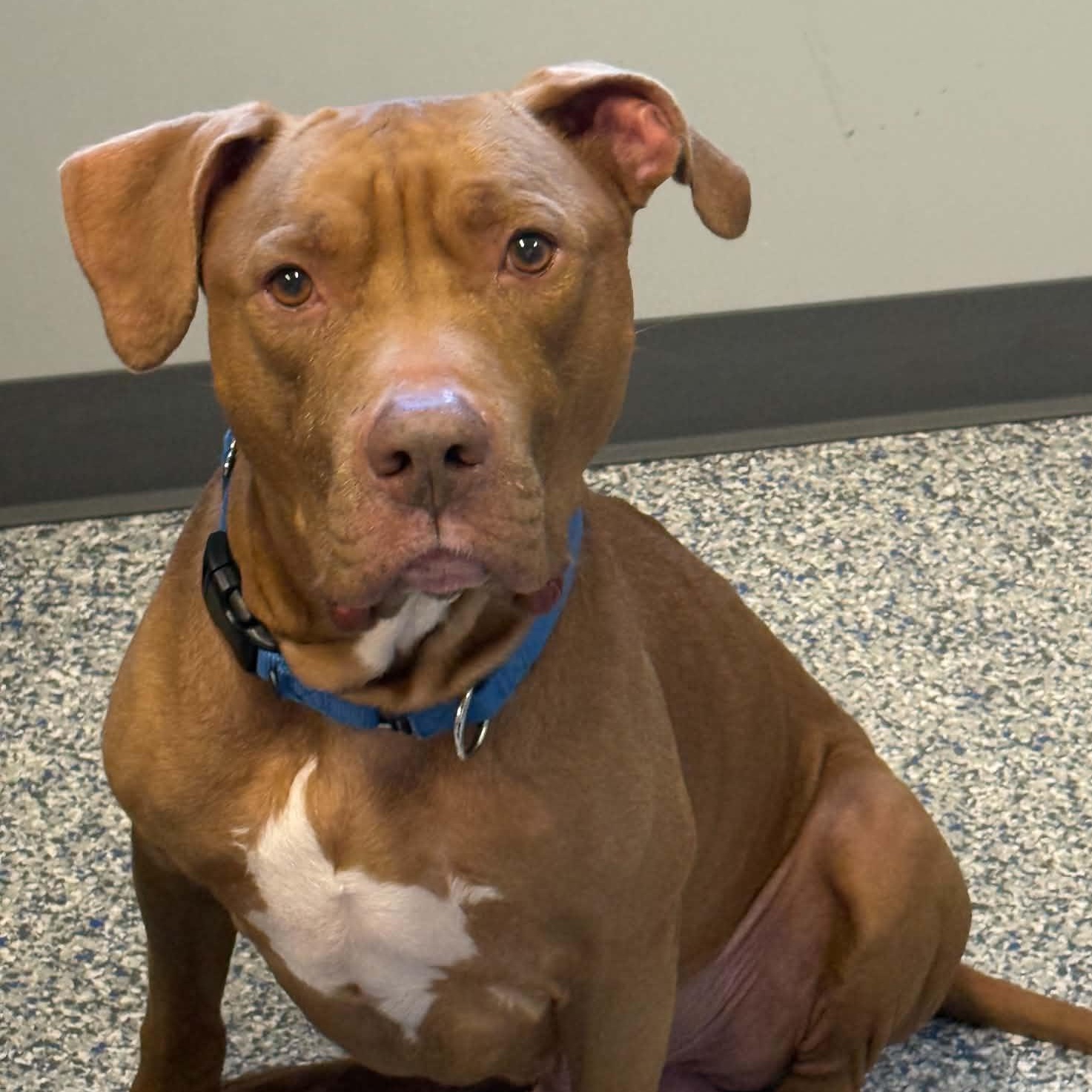 Dozer, Adoptable, Adult Male Pit Bull Terrier.