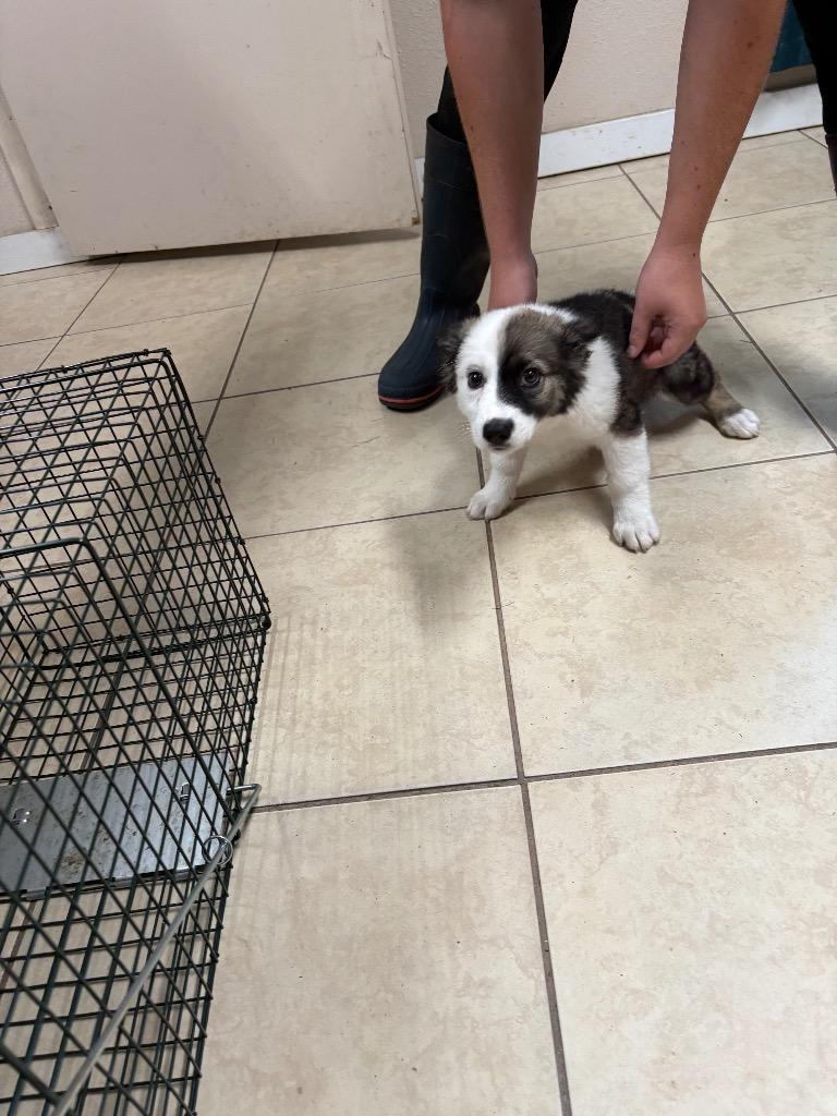 Enlarge Meribell, a Adopted Corgi in Wauchula, FL image 1/1
