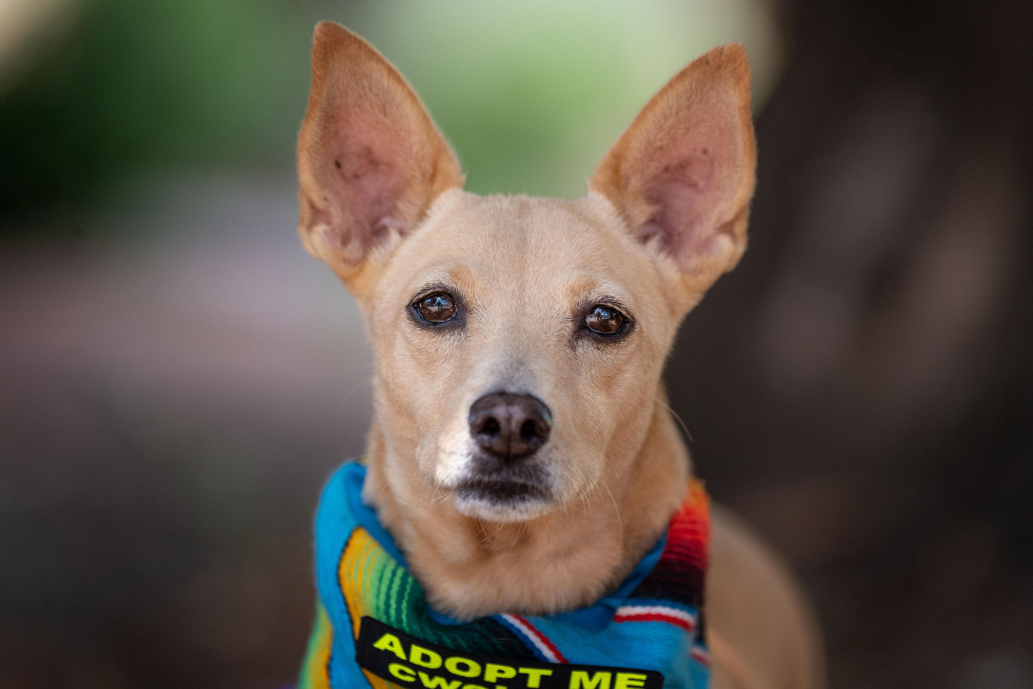 Rae, an adopted mixed breed in Santa Rosa, CA image 1/4