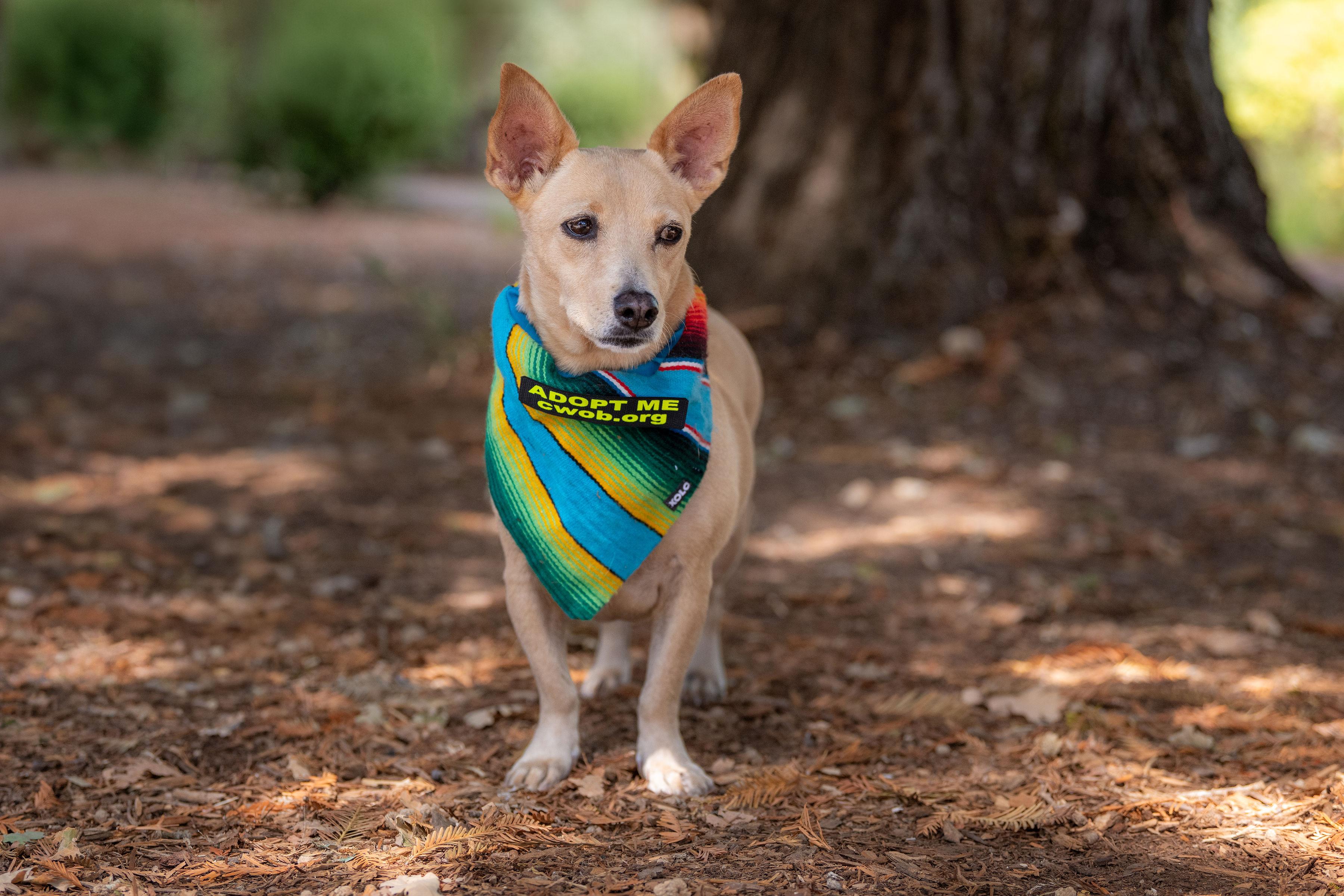 Rae, an adopted mixed breed in Santa Rosa, CA image 4/4