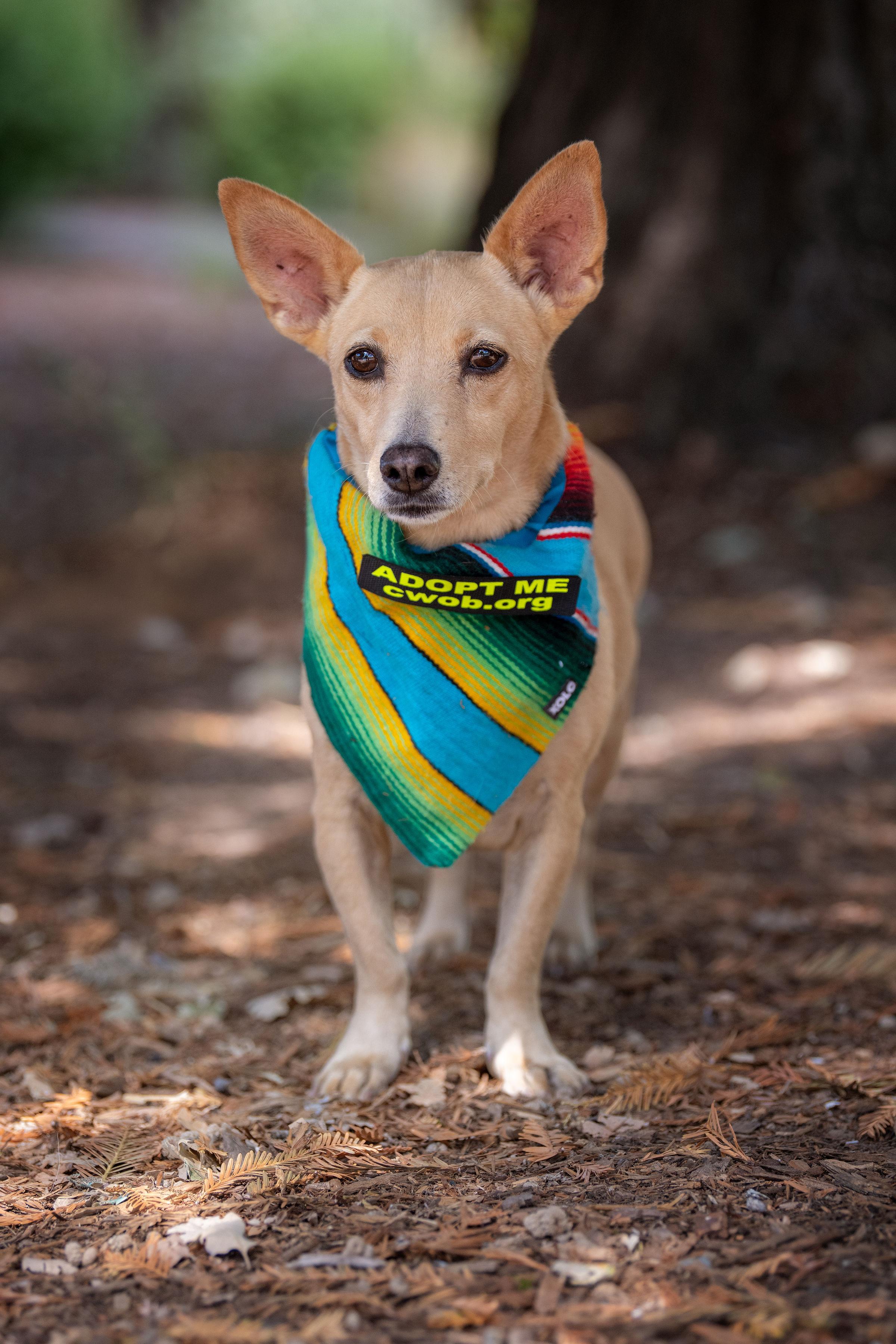 Rae, an adopted mixed breed in Santa Rosa, CA image 2/4