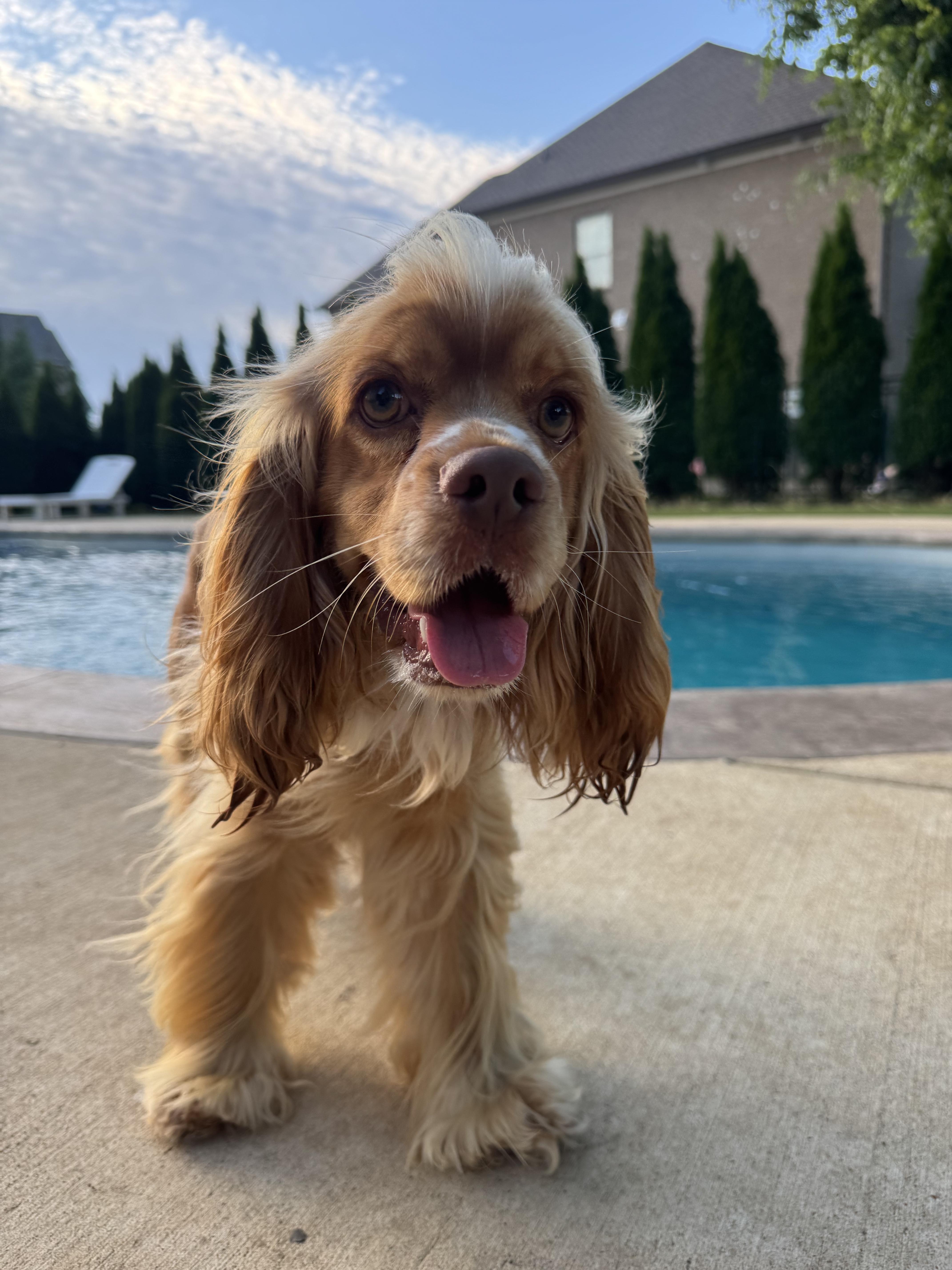 Enlarge Cockatino, an adopted Cocker Spaniel in Spring hill, TN image 1/1