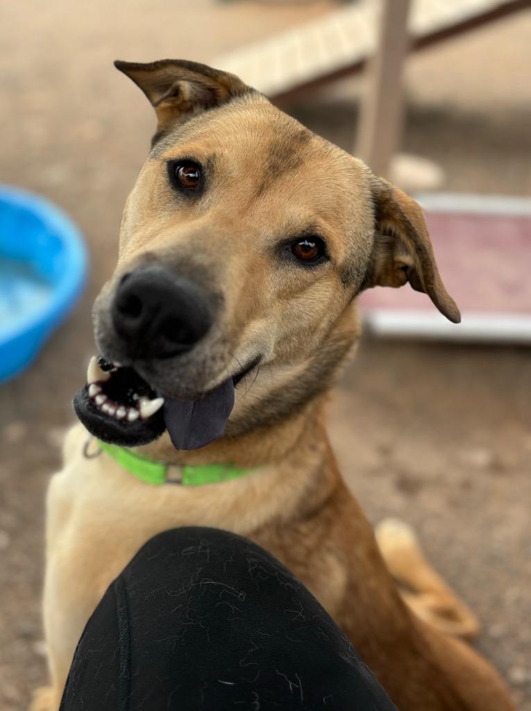 Scrunchie, Adoptable, Adult Male Labrador Retriever & Chow Chow.