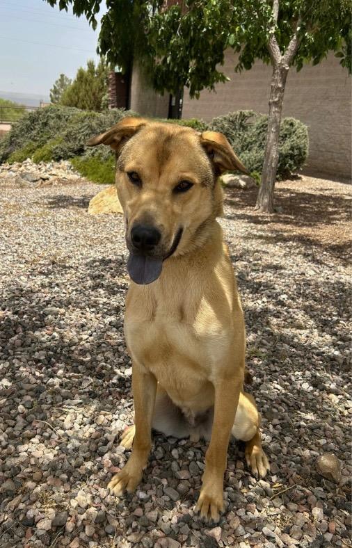 Scrunchie, Adoptable, Adult Male Labrador Retriever & Chow Chow.