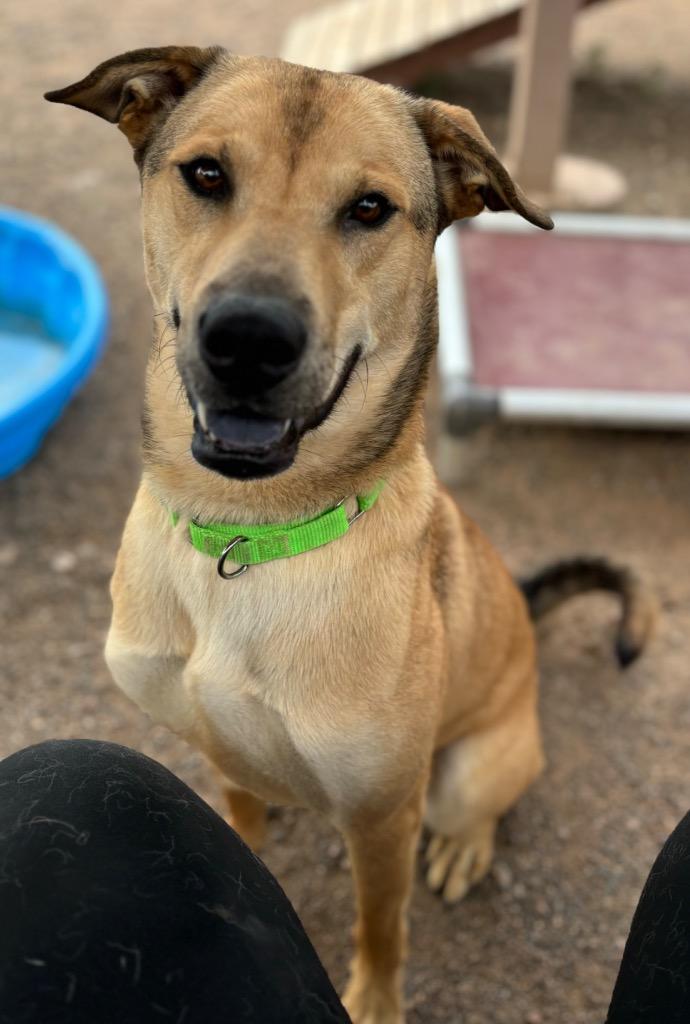 Enlarge Scrunchie, a Adoptable mixed breed in Cottonwood, AZ image 2/6