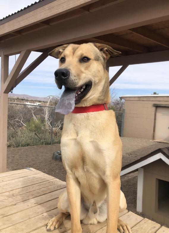 Enlarge Scrunchie, a Adoptable mixed breed in Cottonwood, AZ image 5/6