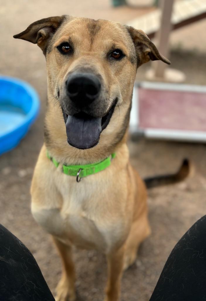 Enlarge Scrunchie, a Adoptable mixed breed in Cottonwood, AZ image 3/6
