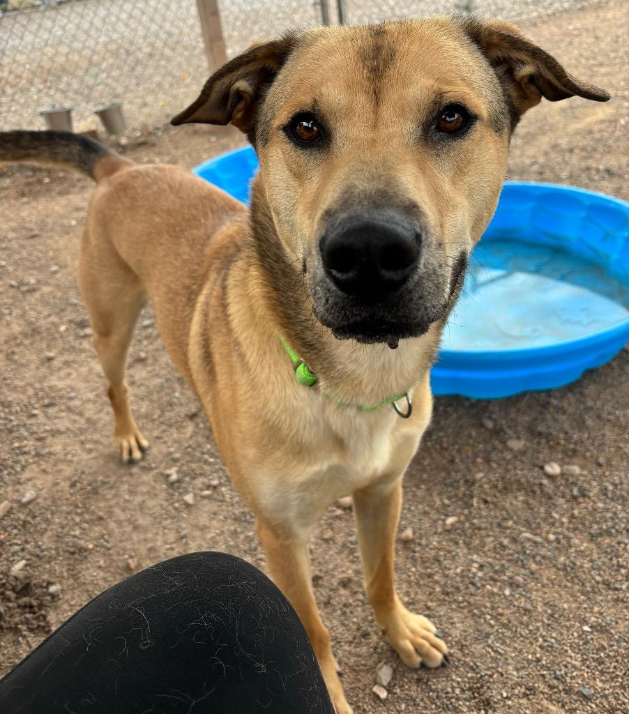Enlarge Scrunchie, a Adoptable mixed breed in Cottonwood, AZ image 4/6