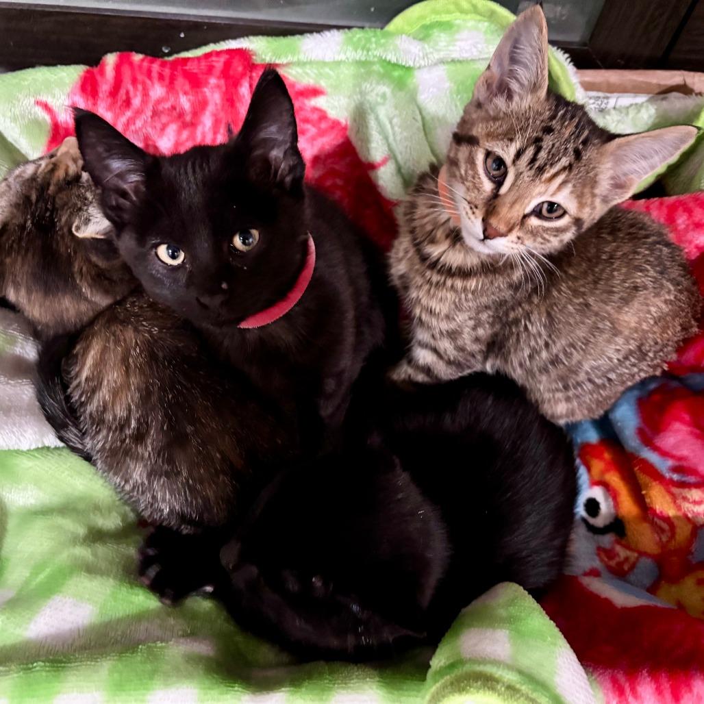 Enlarge Butch Cassidy, a Adoptable Domestic Short Hair in Wichita, KS image 1/6