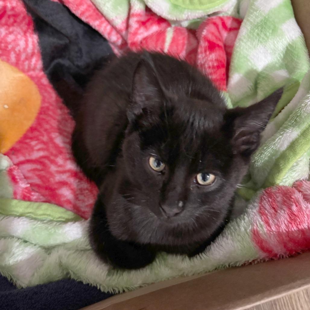 Enlarge Butch Cassidy, a Adoptable Domestic Short Hair in Wichita, KS image 3/6