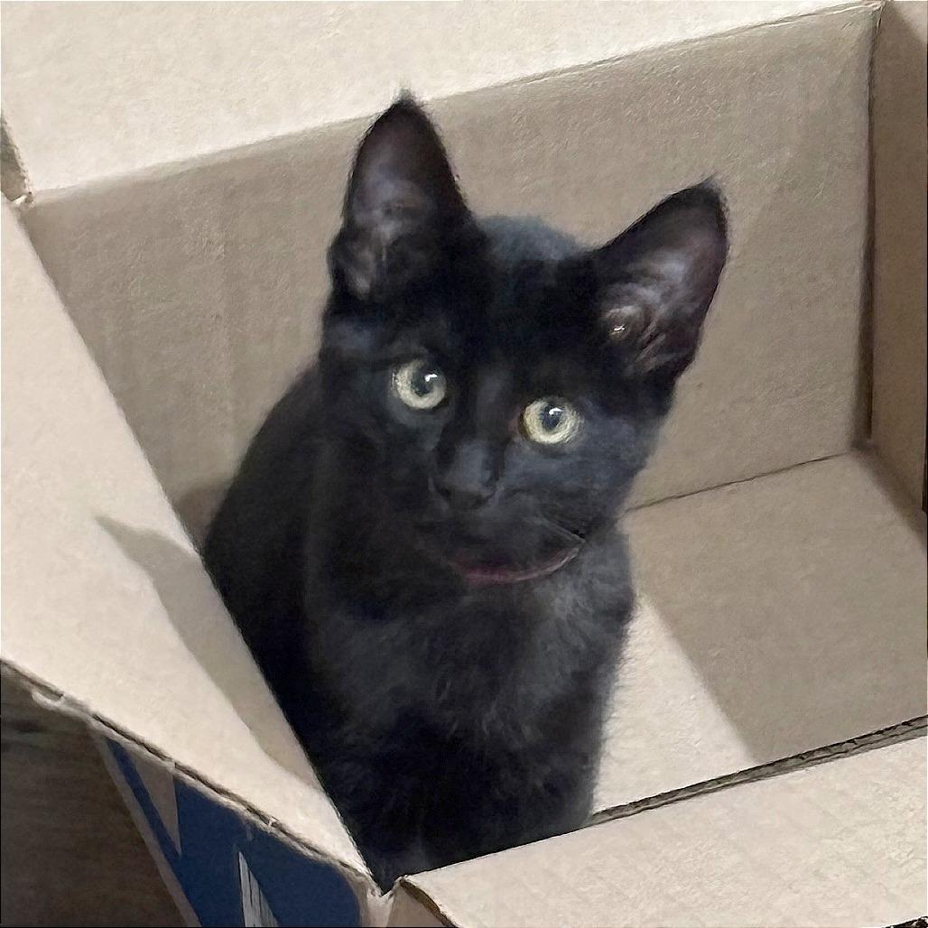 Enlarge Butch Cassidy, a Adoptable Domestic Short Hair in Wichita, KS image 5/6