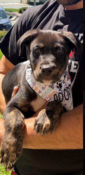 Enlarge Tupac, a Adoptable mixed breed in Temecula, CA image 6/6