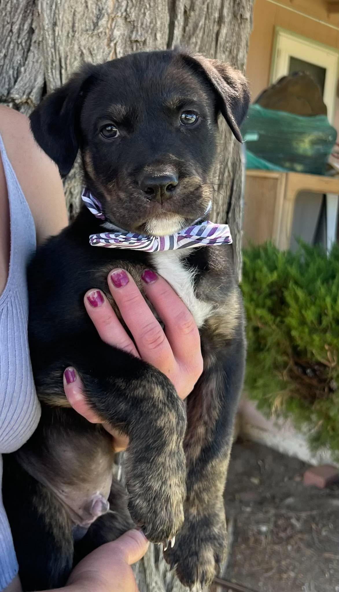 Enlarge Tupac, a Adoptable mixed breed in Temecula, CA image 2/6