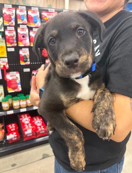 Enlarge Tupac, a Adoptable mixed breed in Temecula, CA image 4/6