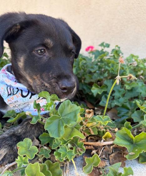 Enlarge Tupac, a Adoptable mixed breed in Temecula, CA image 3/6