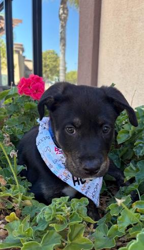 Enlarge Tupac, a Adoptable mixed breed in Temecula, CA image 5/6