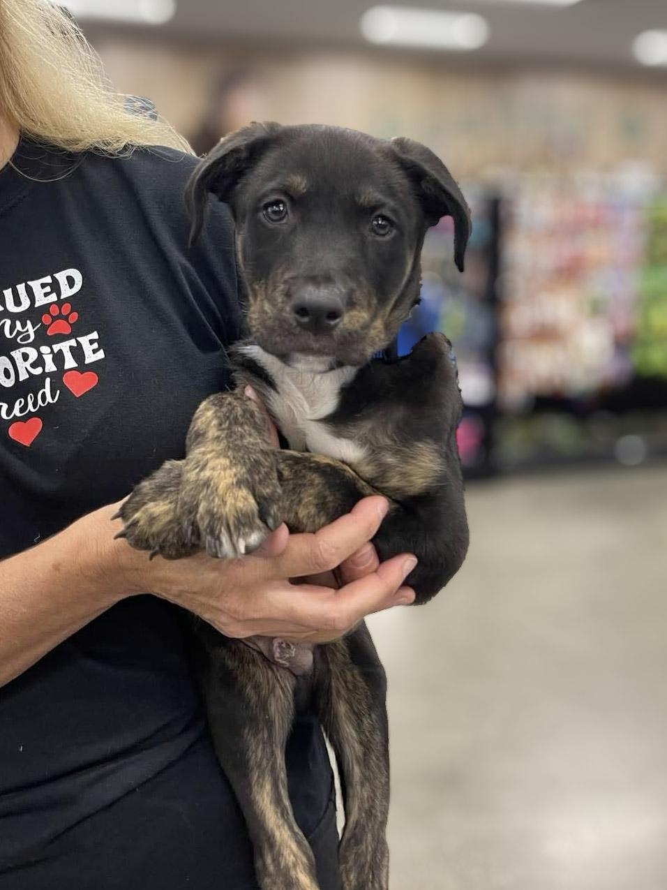 Enlarge Tupac, a Adoptable mixed breed in Temecula, CA image 1/6