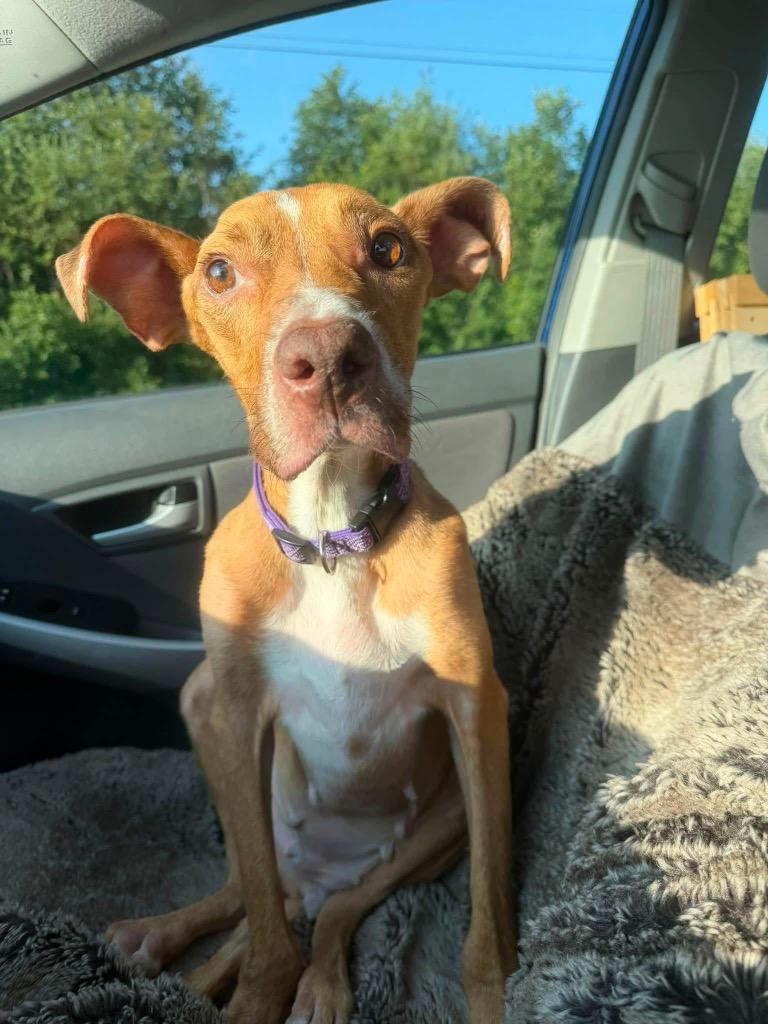 Phoebe, a Adoptable Pit Bull Terrier in Glenfield, NY image 2/2