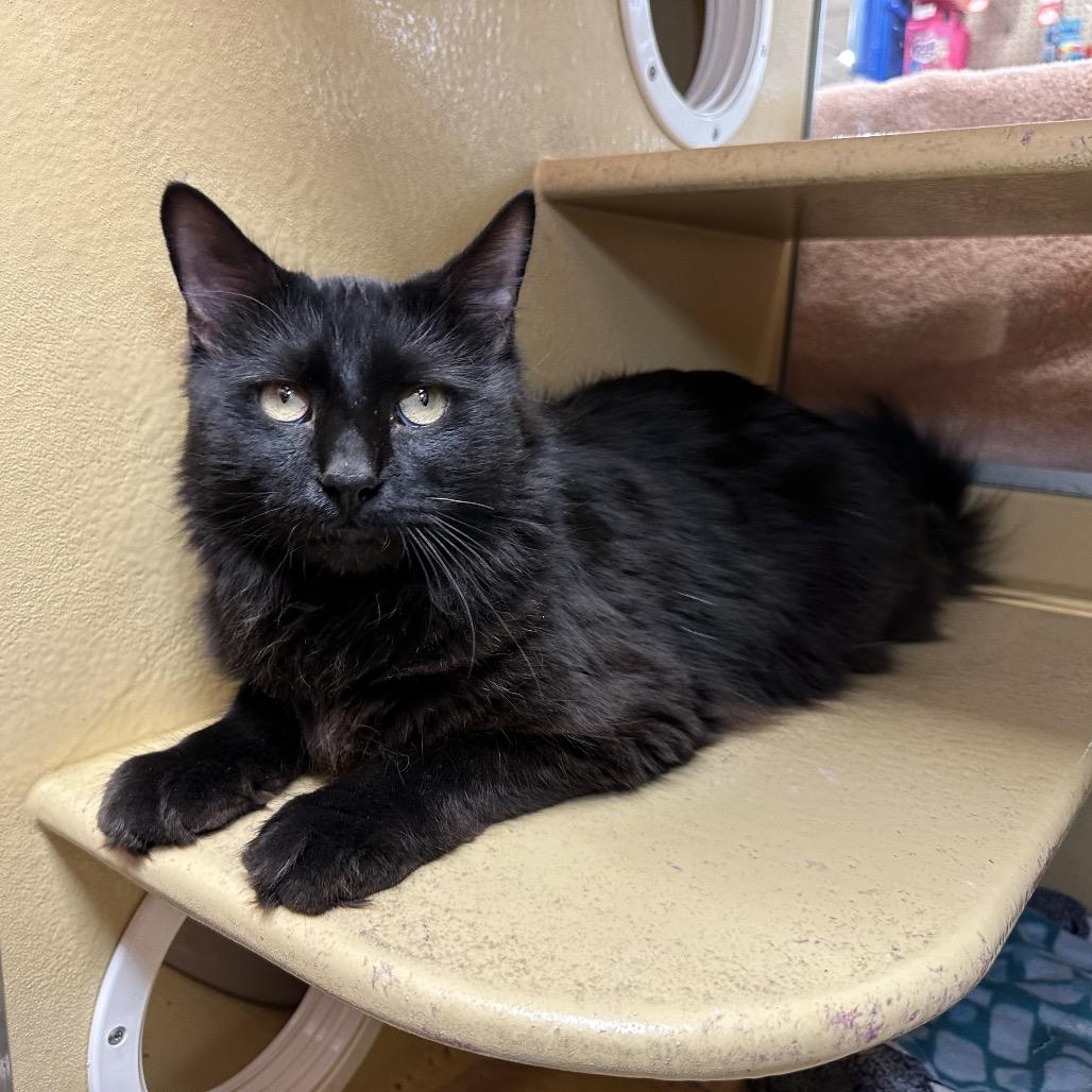Mullberry, Adoptable, Adult Male Domestic Long Hair.