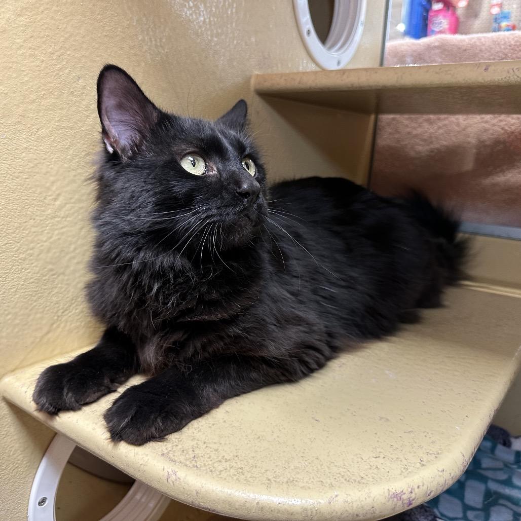 Enlarge Mullberry, a Adoptable Domestic Long Hair in Spokane, WA image 2/6