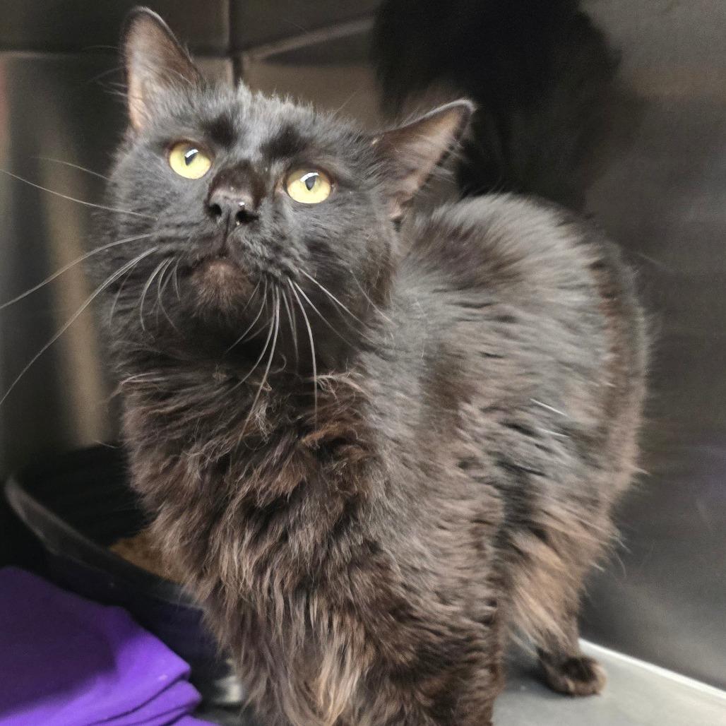 Enlarge Mullberry, a Adoptable Domestic Long Hair in Spokane, WA image 3/6