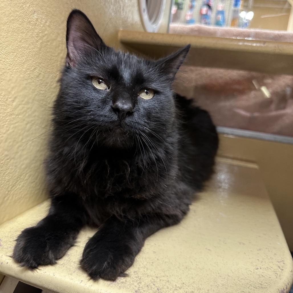 Enlarge Mullberry, a Adoptable Domestic Long Hair in Spokane, WA image 4/6